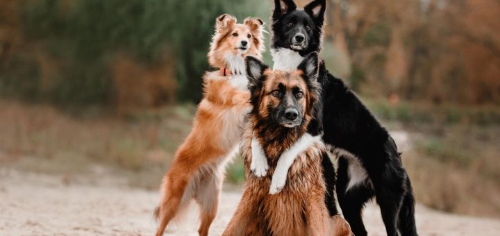 Assurance animaux : les recommandations de deux grandes associations de consommateurs