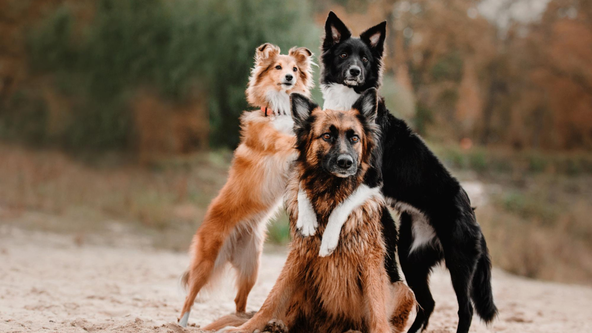 Assurance animaux : les recommandations de deux grandes associations de consommateurs