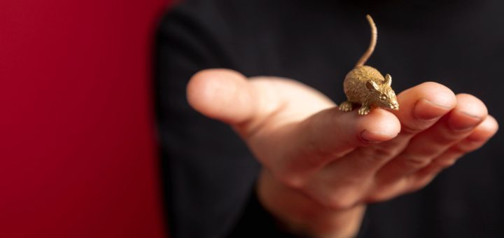 Dératisation à Collobrières : votre solution contre les nuisibles